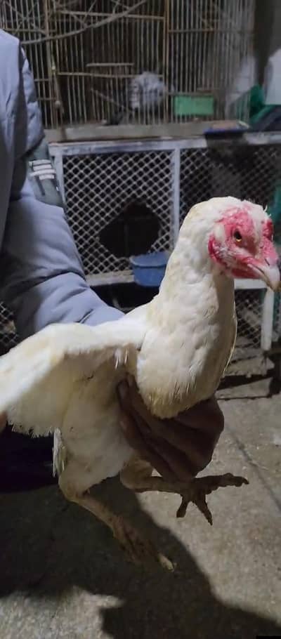 heera aseel murgian for sale and exchange possible