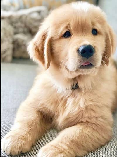 golden retriever puppies