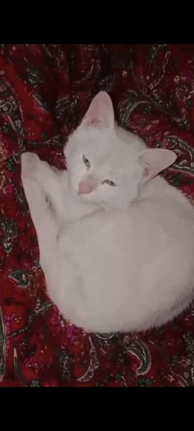 Beautiful white male cat .