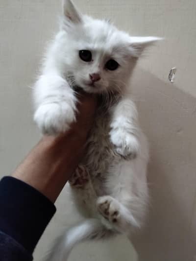 person cat doll face