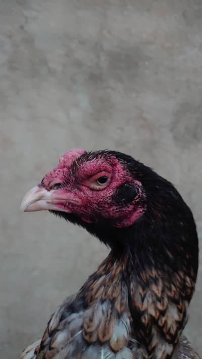 aseel murgi mianwali