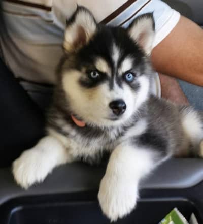 Siberian husky puppies