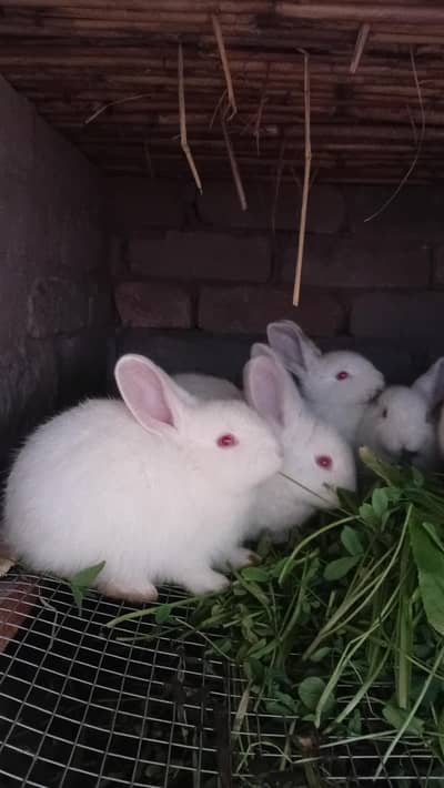New Zealand Rabbits