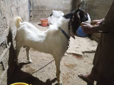 jumbo size patera breder abhi sirf 8 month month or hight 43