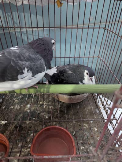 pigeon pair sell
