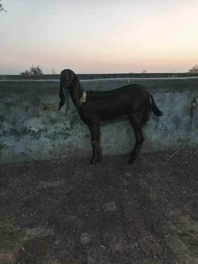 nagri path tadde path