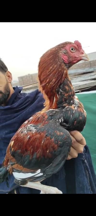 rata morgha exchange possible hai