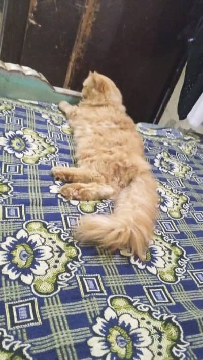 Russian cats baby+ cat