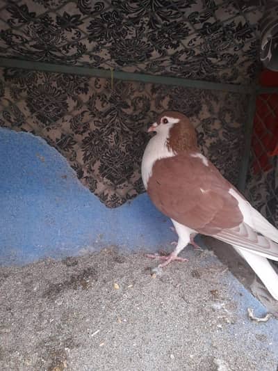 Shirazi pigeons for sale