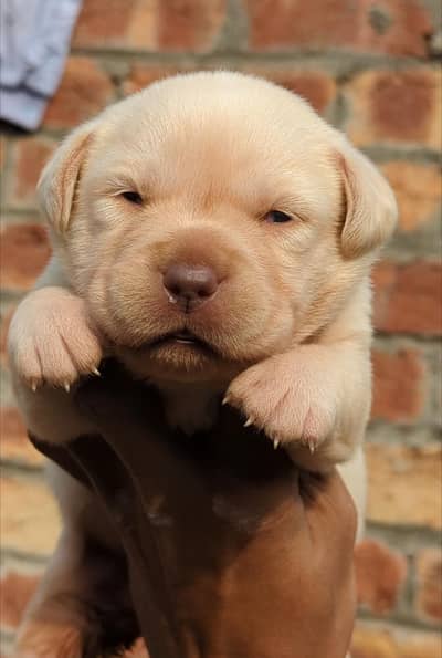 Pure Breed Labrador Retriever Puppies for Sale