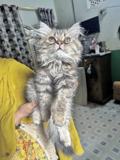 Triple coated Persian Male (WhatsApp: 0|3|1|6|0|2|0|3|1|9|5)