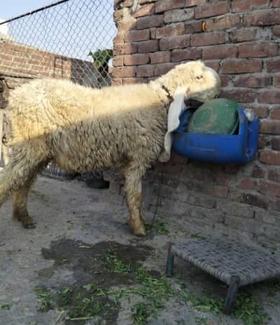 kajli for sale 4 dant