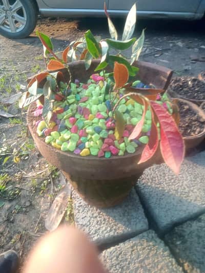 new plant