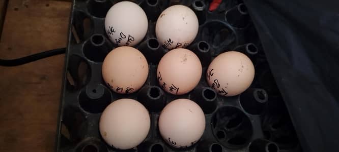 Dragon . . . white Thai . . . . White burmi pakoya