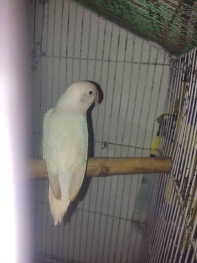 albino split Red eye breeder female available
