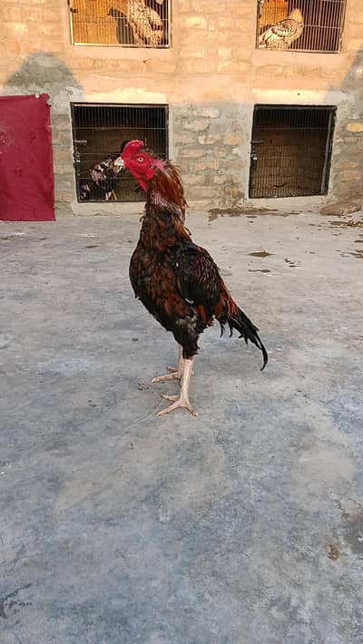 Aseel lakha high quality