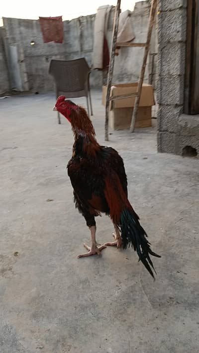 Aseel lakha high quality