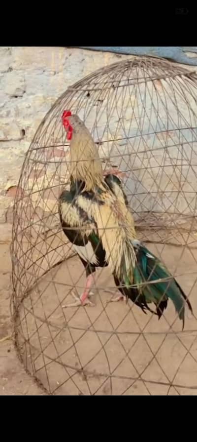 aseel for sale03135432147