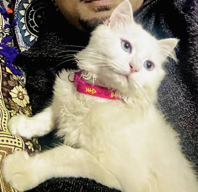 Male Persian kitten 8 months old