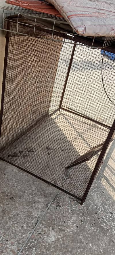 birds cage for sales