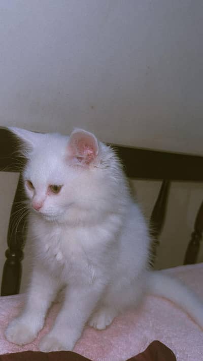 White Persian Kitten for Sale