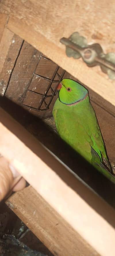 Ringneck breeding pair