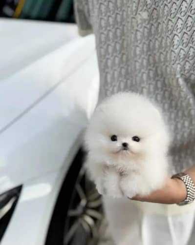 Pomeranian puppies 03425137217