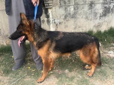 German Shepherd Black Mask Available for sale (Female)
