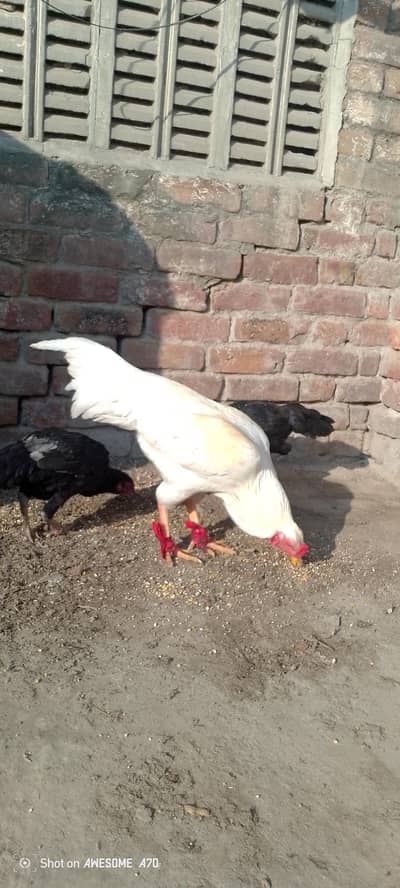 Sirf okara or sahiwal KY log contact kary