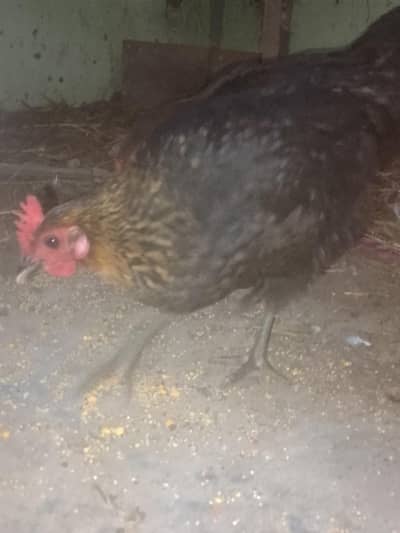 انڈے والی مرغیاں ہیں تین اور دو پٹیاں ہیں