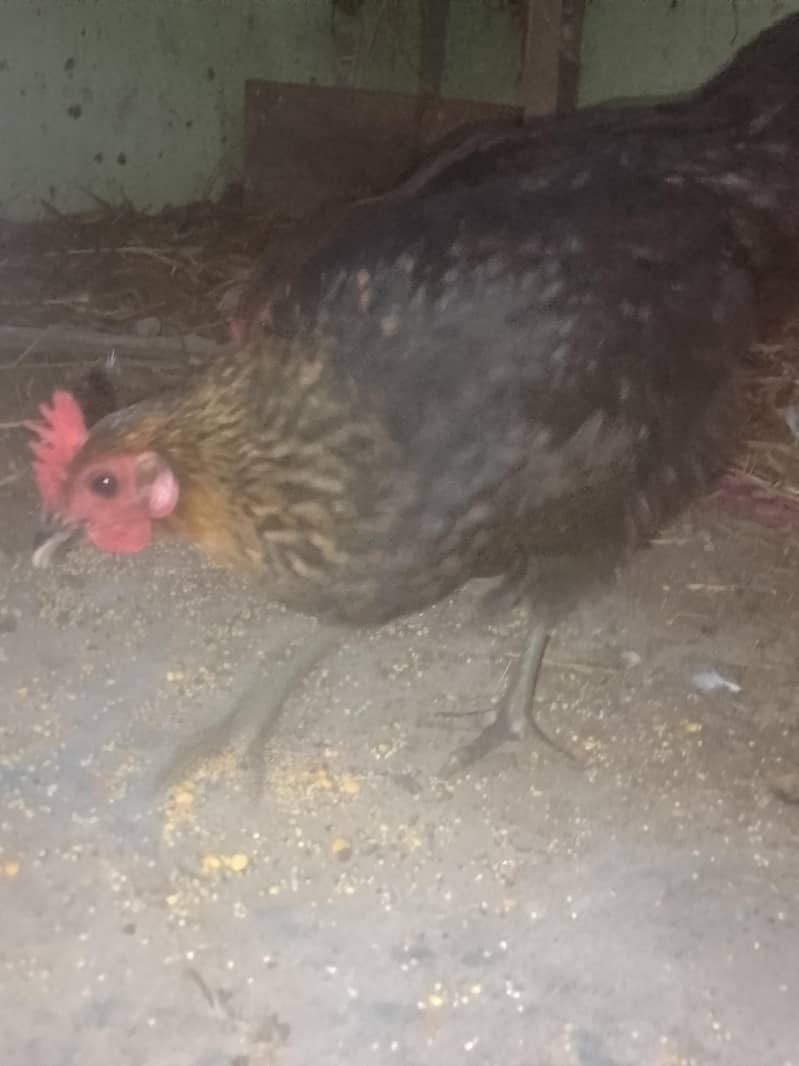 انڈے والی مرغیاں ہیں  .  چار .  .  عرد ۔۔۔ور دو پٹیاں ہیں 0