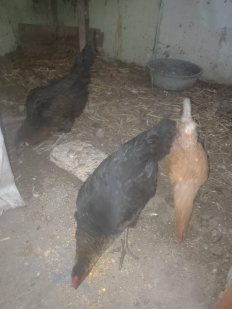 انڈے والی مرغیاں ہیں  .  چار .  .  عرد ۔۔۔ور دو پٹیاں ہیں 2