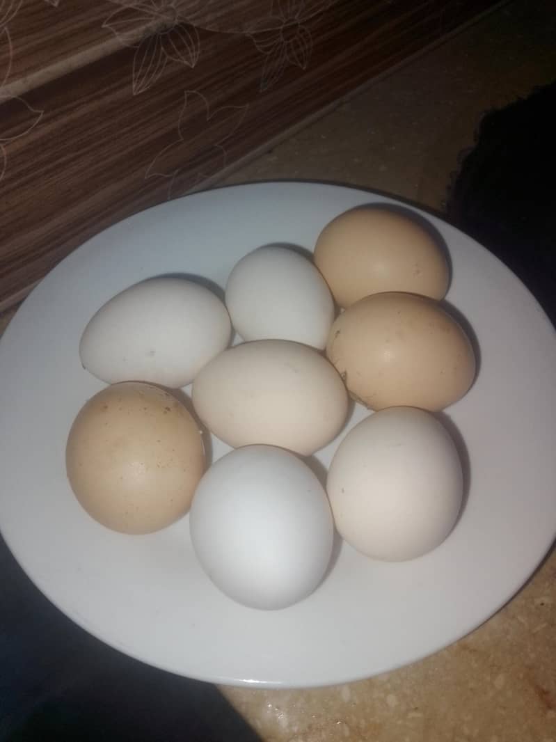 انڈے والی مرغیاں ہیں  .  چار .  .  عرد ۔۔۔ور دو پٹیاں ہیں 3