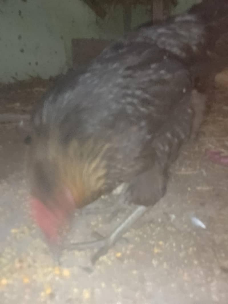 انڈے والی مرغیاں ہیں  .  چار .  .  عرد ۔۔۔ور دو پٹیاں ہیں 5