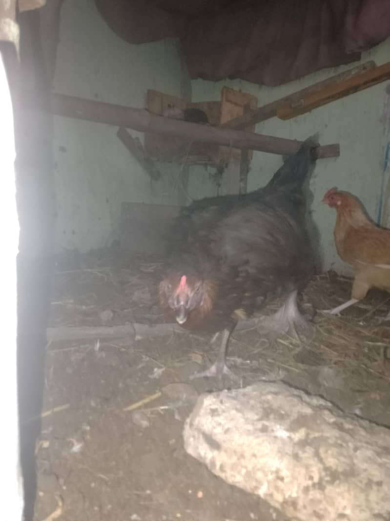 انڈے والی مرغیاں ہیں  .  چار .  .  عرد ۔۔۔ور دو پٹیاں ہیں 7