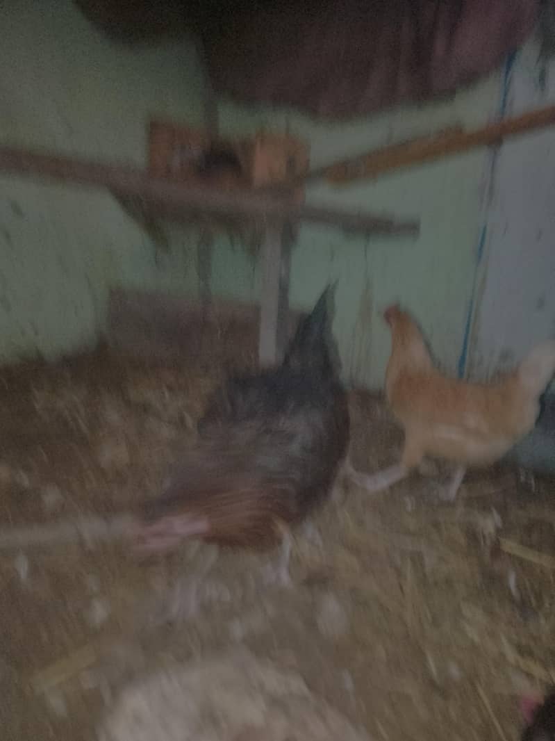 انڈے والی مرغیاں ہیں  .  چار .  .  عرد ۔۔۔ور دو پٹیاں ہیں 8