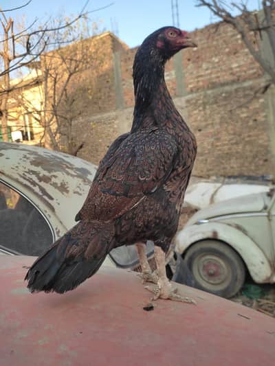 aseel made ando k Liya tyar ha