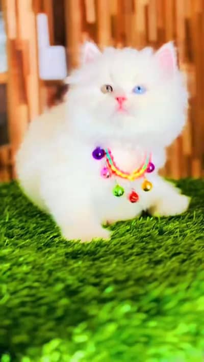 cat beautiful information my WhatsApp 0323=========3415==========963