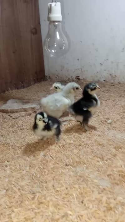 KOSHAMO/KINGSHAMO/SILKY/POLISH/BUFF/BANTAM/AYAMCEMANI/HEERA/SULTAN