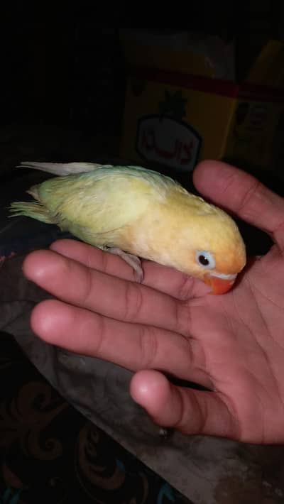 Hand tame Lovebirds chick's For Sale