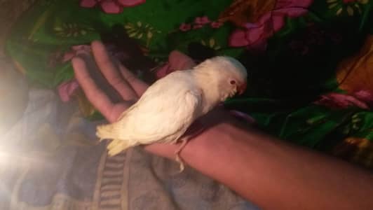 Hand tame Lovebird chick For Sale