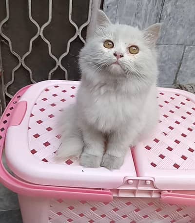 2.5 month double Coat female kitten