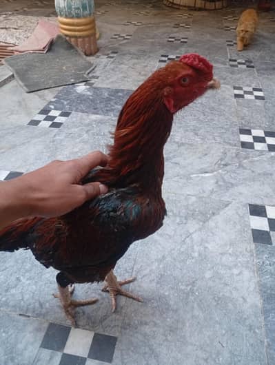 assel murga for sale