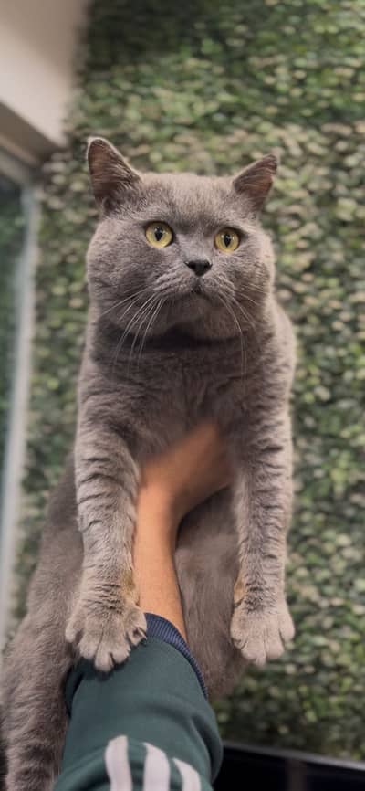 British Shorthair Male available