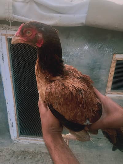 Pure aseel brown color  breeder Aseel