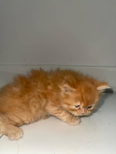 49 day old ginger kitten