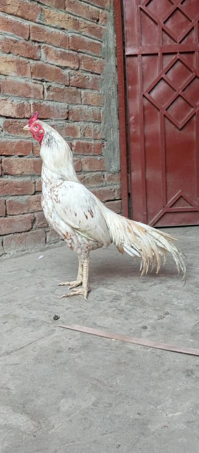 Aseel Male and Females