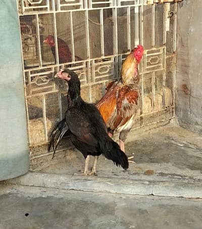 Aseel high quality pair