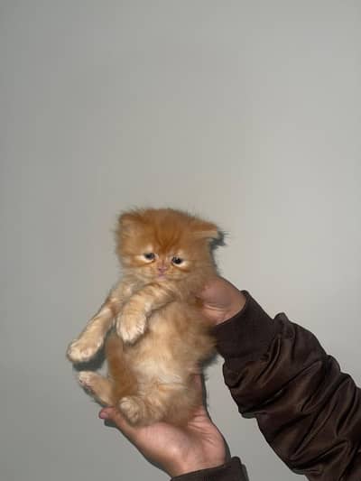 49 day old ginger kitten