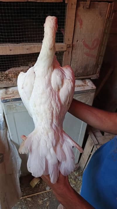 jageeri jawa patha white Heera Madi